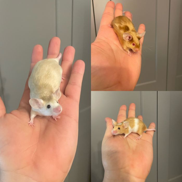 Myszy rasowe, myszki dumbo