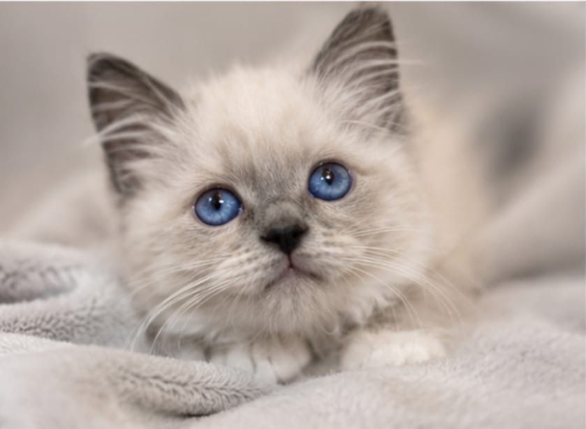 Kocurek rasy Ragdoll