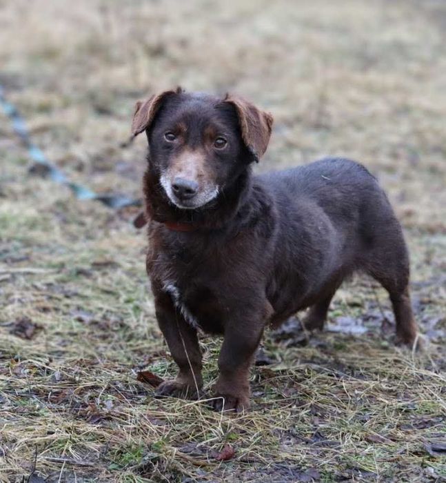 pies idealny czeka na dom