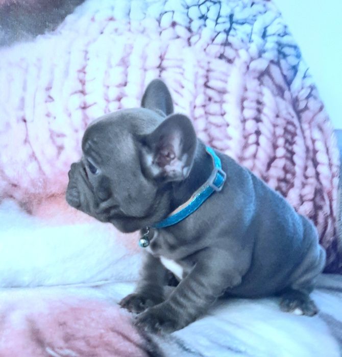 Buldog francuski sunia i piesek