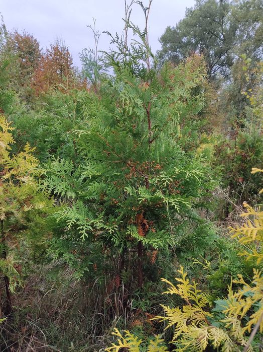 Thuja Brabant 160cm