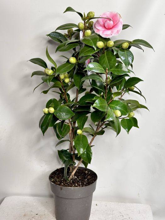 Камеліі в асортименті. Доставка по Україні.