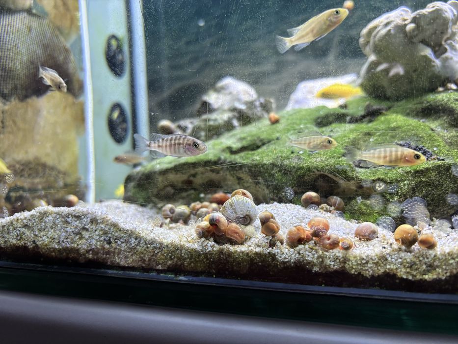 Ciclideos africanos,caracois,ancistrus