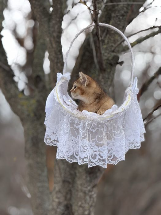 Высматриваем любьящих мам и пап