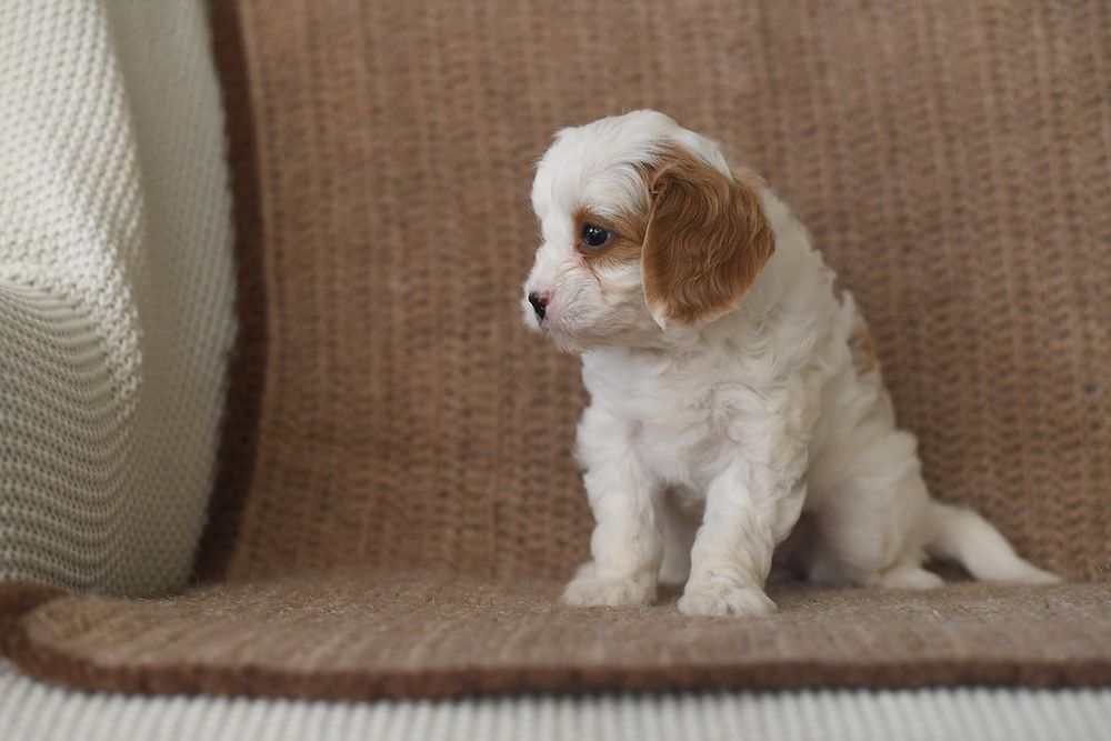 Cavapoo  gotowy do odbioru