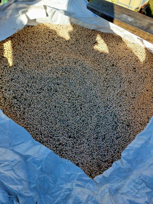 Łubin wąskolistny gorzki na poplon zbiór 2025