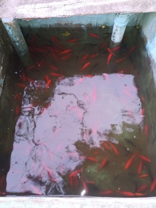 Peixe de coloridos para lago