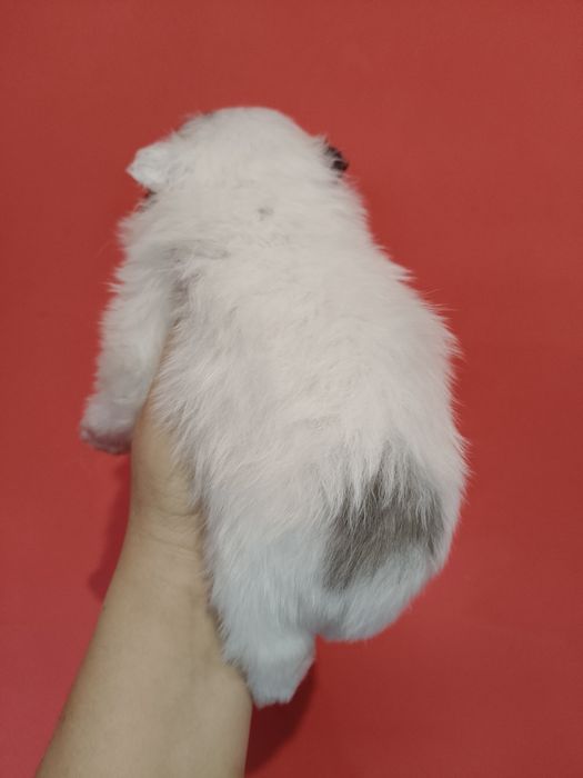 Lulu da Pomerânia menino mini
