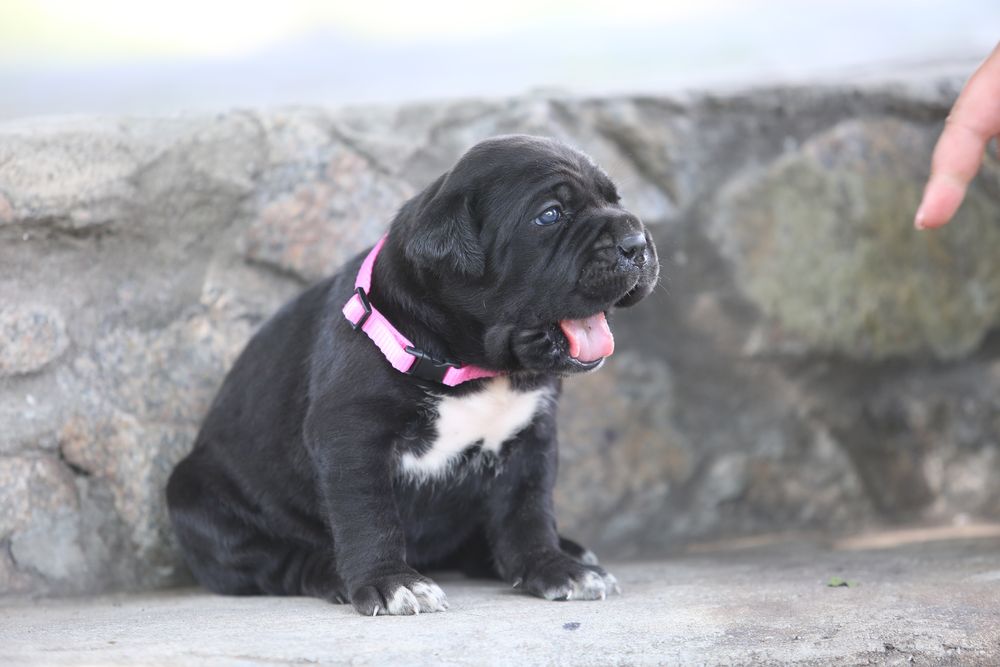 Девочка корсо_Ламба