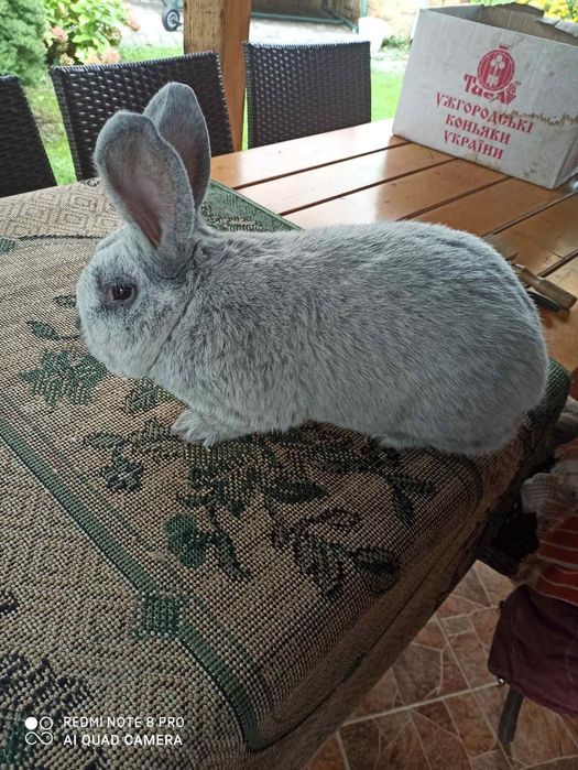 Продаються кролі