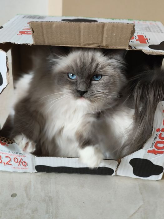 Kot Ragdoll Rag n