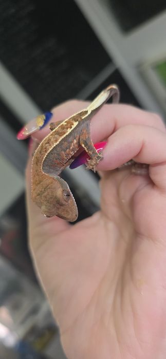 Zamienię gekony orzesione