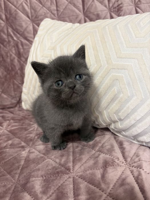 Шотландські кошенята