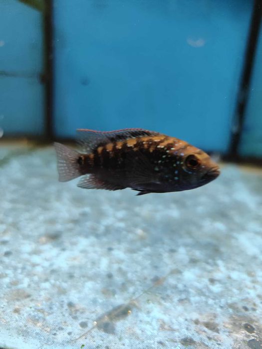 ciclideos americanos 4-6cm ler descrição