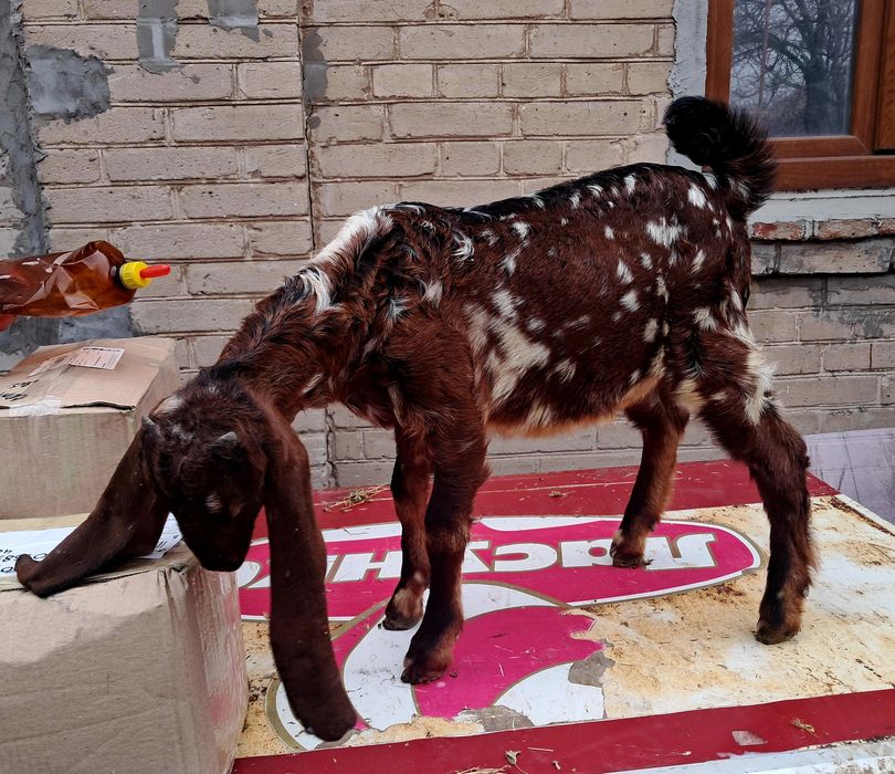 Козлик 75 % камори 25% нубиец