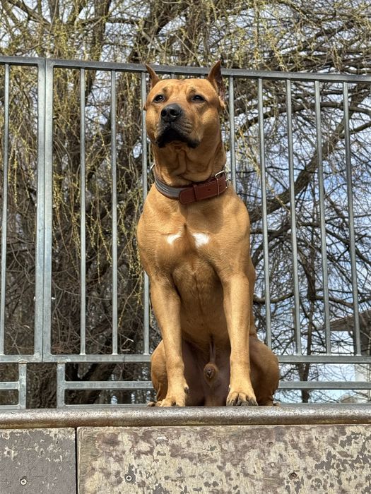 Пітбуль В’язка ,АПБТ ,Амереканський пітбультерєр