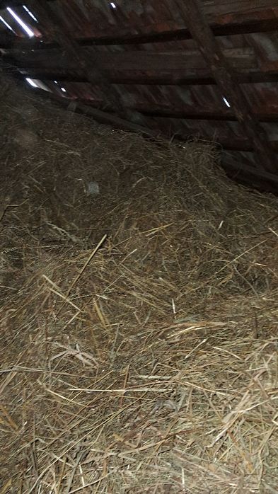 продам сіно люцерна 2.3 роки