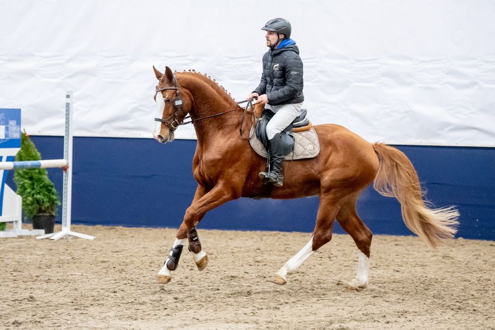 Stanówka ogierem Oraia Othello KWPN licencja PZHK / AES