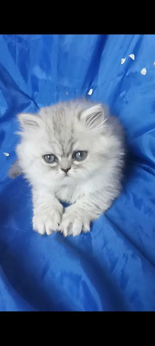 Серебристый шиншилла котёнок мальчик пепельный серый белый