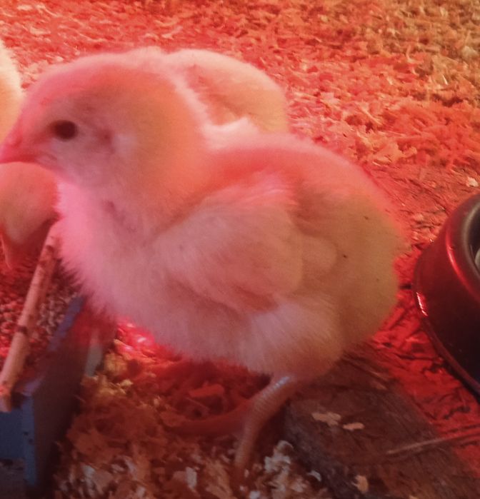 Курчата бройлери