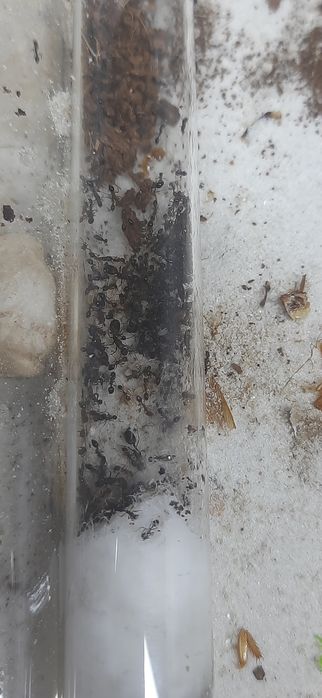 Monomorium subopacum kolonia 5 królowych + około  80 robotnic + potom