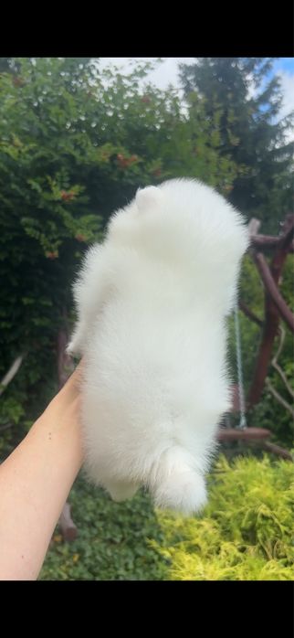 Szpic miniaturowy pomeranian sunia biała