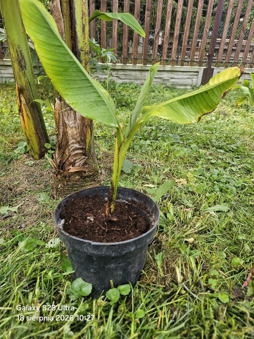 Bananowiec musa basjoo