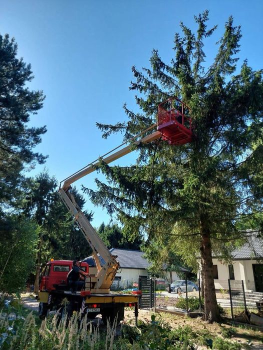 Mulczer frez wgłębny|wycinka|czyszczenie działek|Rębak|Roboty ziemne