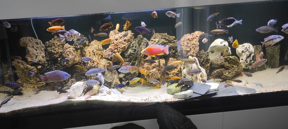 pyszczaki labeotropheus,socolofi,hongi, haplochromis,mphanga,metriclim