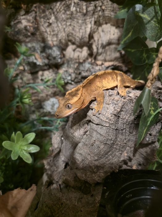 Gekon orzęsiony z wyposażonym terrarium