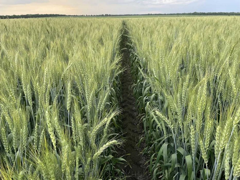 Насіння пшениці, тритикале, люпину та льону олійного