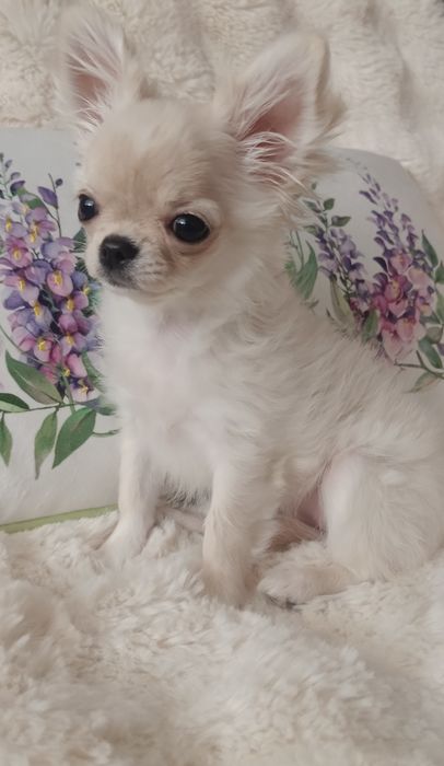 ZAREZERWOWANA! Chihuahua FCI suczka