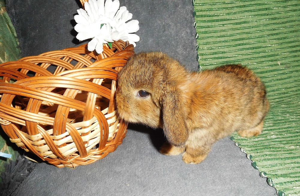 Śliczne króliczki Mini Lop