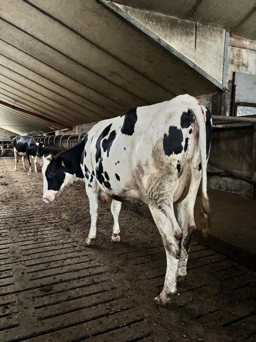 Sprzedam jałówki wysokocielne z Danii