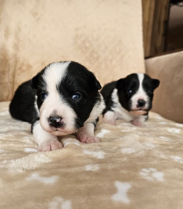 Chłopiec Border Collie