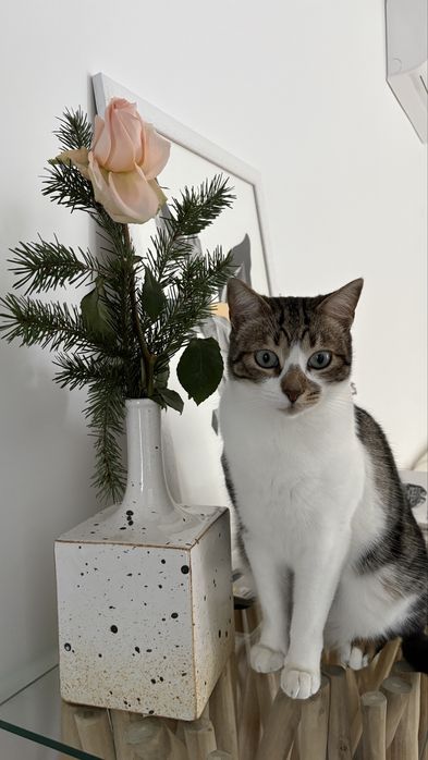 Doação responsável de gato