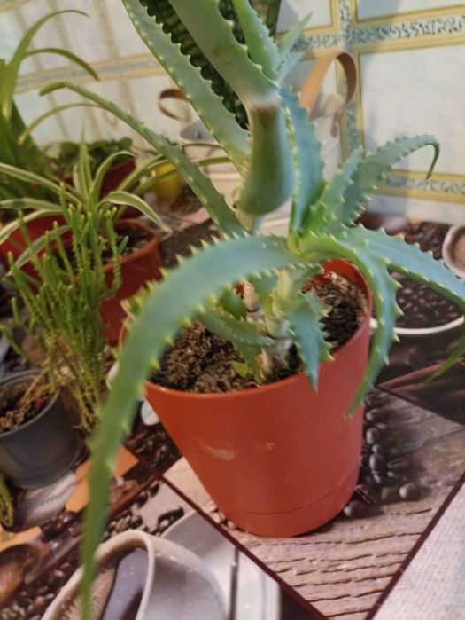 Кімнатні квіти які подарують Вам гарний настрій.