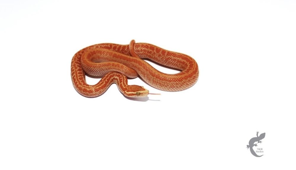 Wąż mahoniowy Boaedon capensis