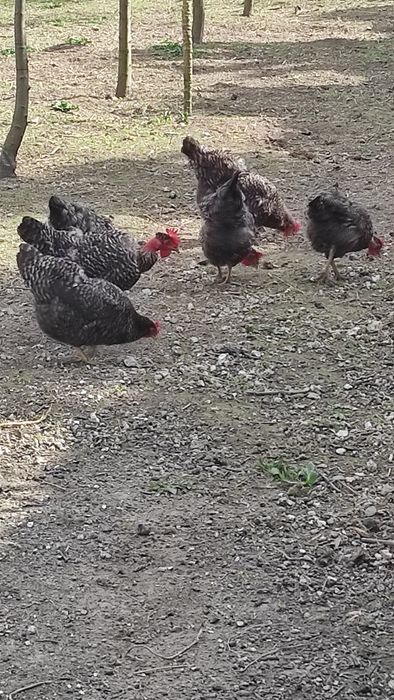 Ovos pedrês portuguesa para incubação - Dúzia 15€