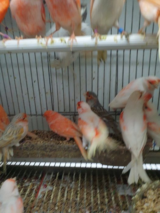 Canários lindíssimos