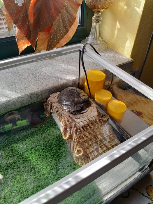 Tartarugueira Com Tartaruga