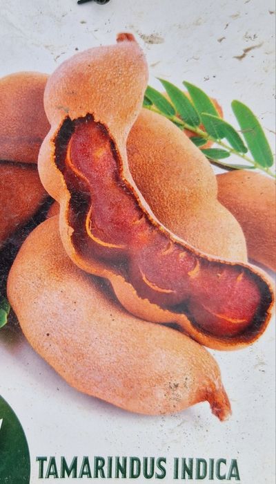 Planta jovem de Tamarindo Doce