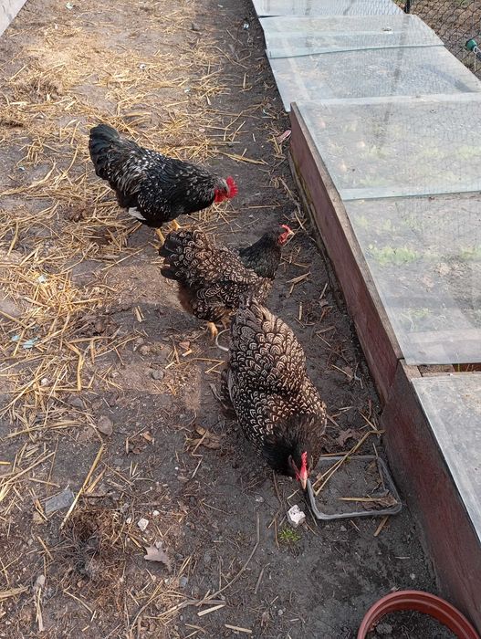 Jaja lęgowe Barnevelder Wyandotte Amrock