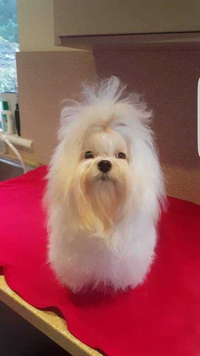 Adorável Cachorro Maltês Macho Coreana