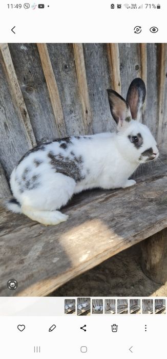 Продам кролів велетнів