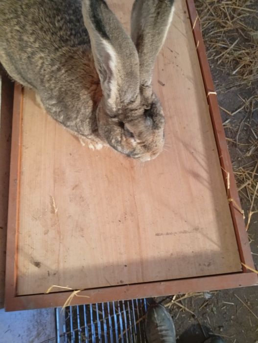 Sprzedam samca Belga