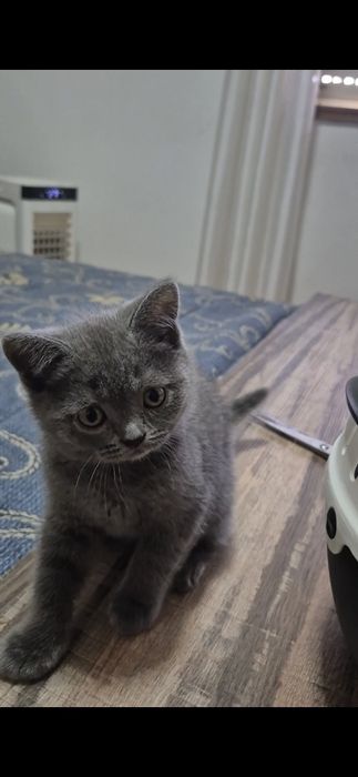 Scottish straight macho azul