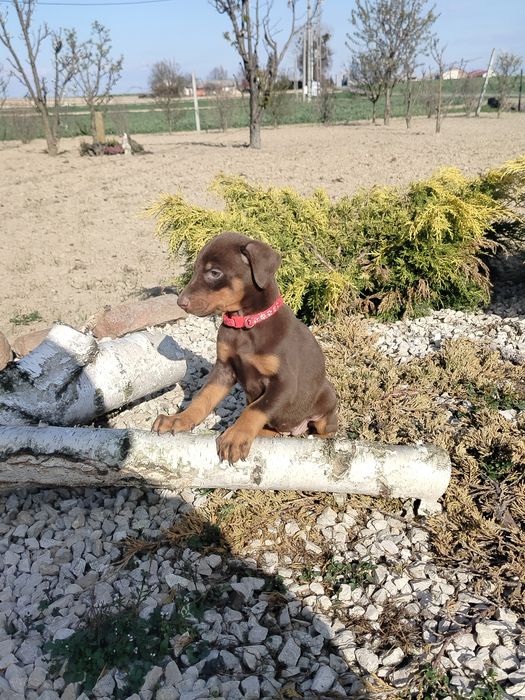 Doberman suczka .