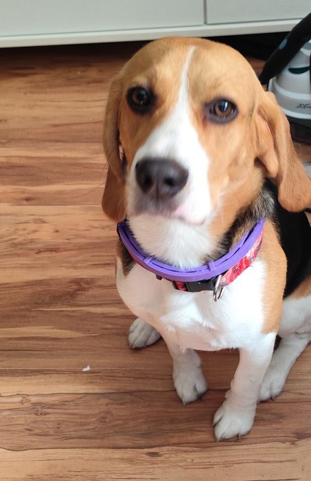 Pies rasy Beagle