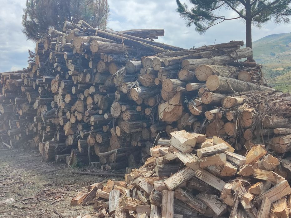 Venda de lenha seca